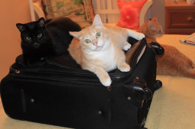 Cats on suitcase