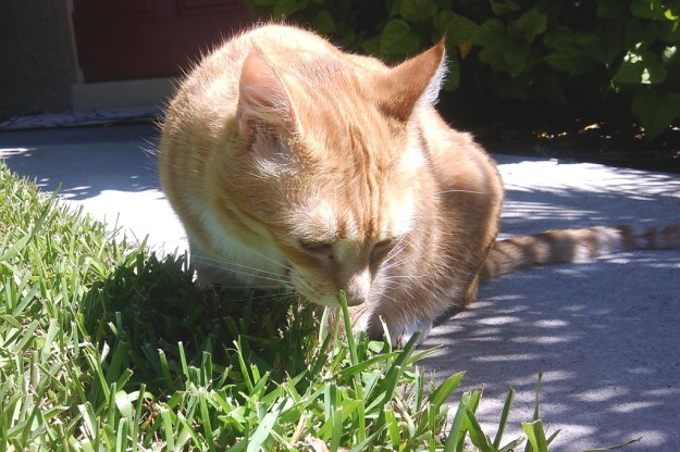 Bad Cat Chris outside eating grass