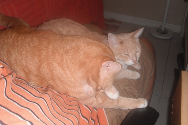 Cats Chris and Frankie