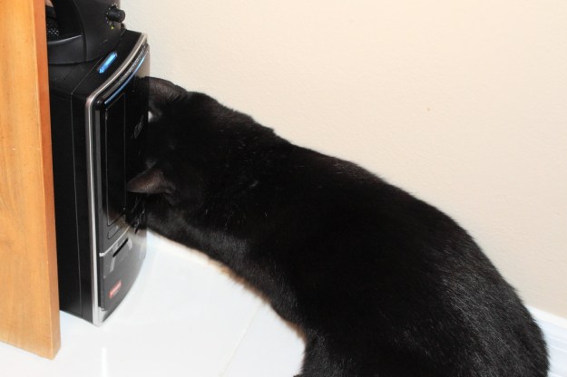 Cat Puck and computer