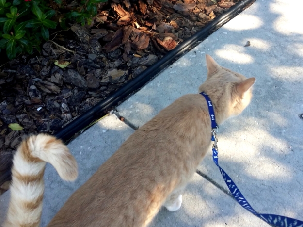 Cat Frankie on leash