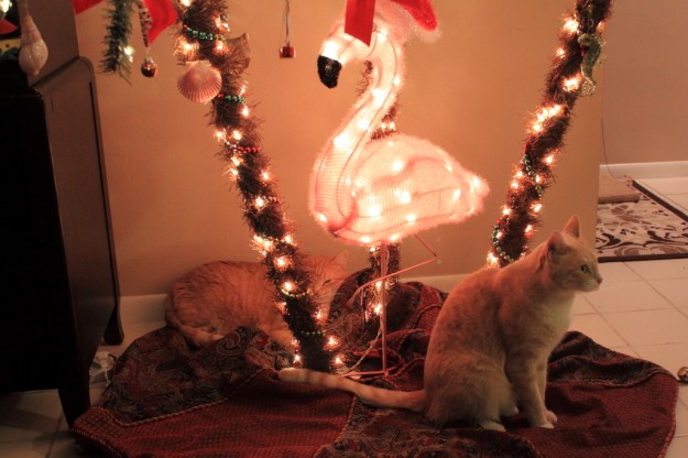 Bad Cat Chris, Frankie under Christmas tree.