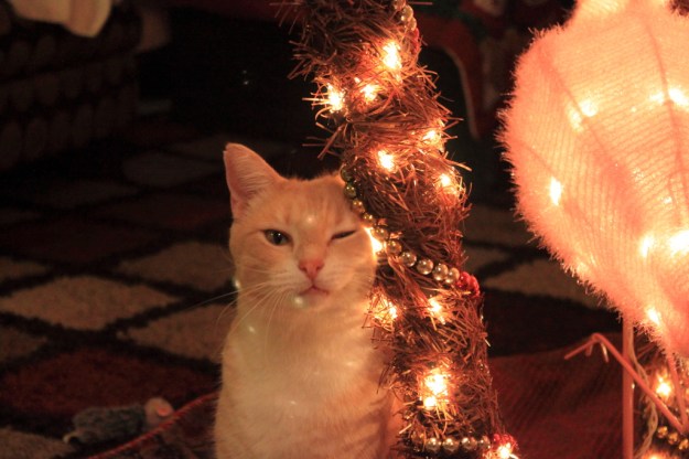 Frankie and Christmas tree.