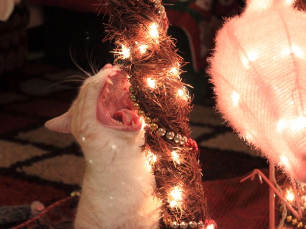 Frankie and Christmas tree.