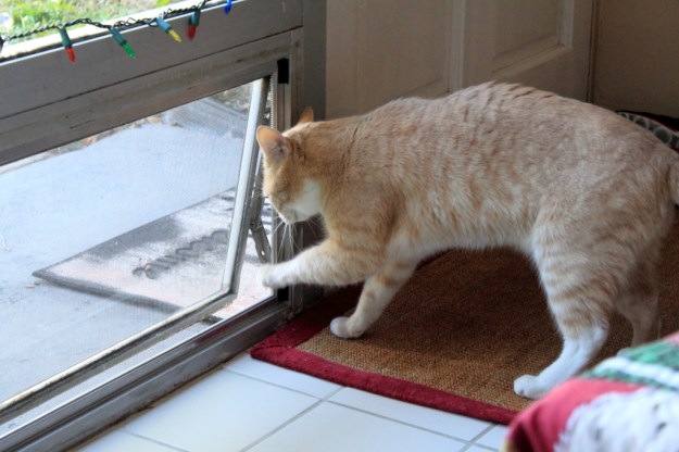 Our cat Frankie picking at the screens
