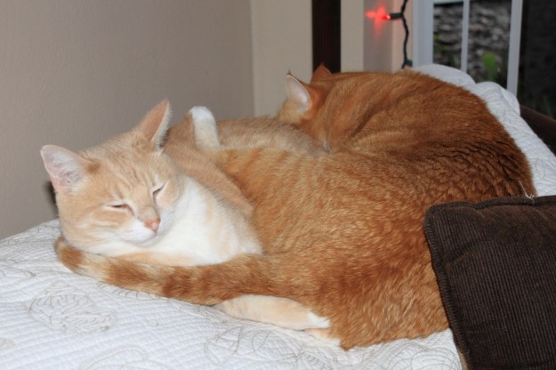 Our cats Frankie and Chris