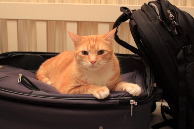 20141221_Cats on luggage_0492