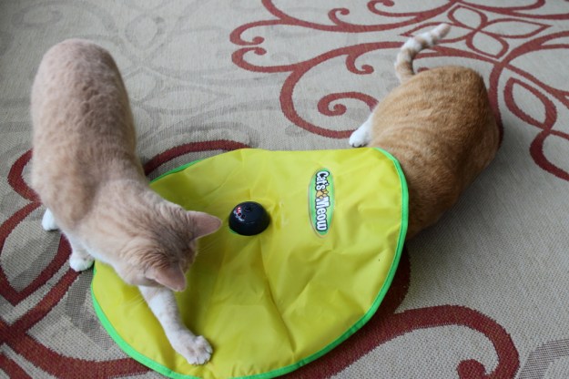Cat's meow cat toy