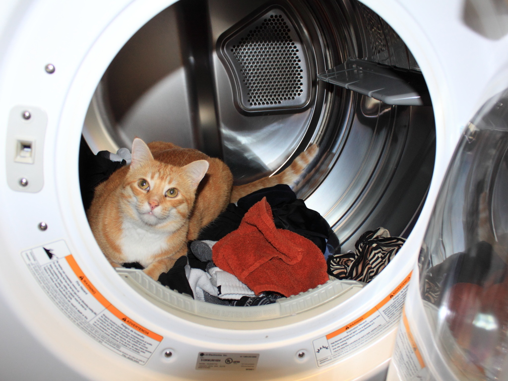 Cat Chris in the dryer