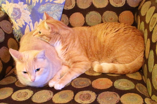 Cats Frankie and Chris