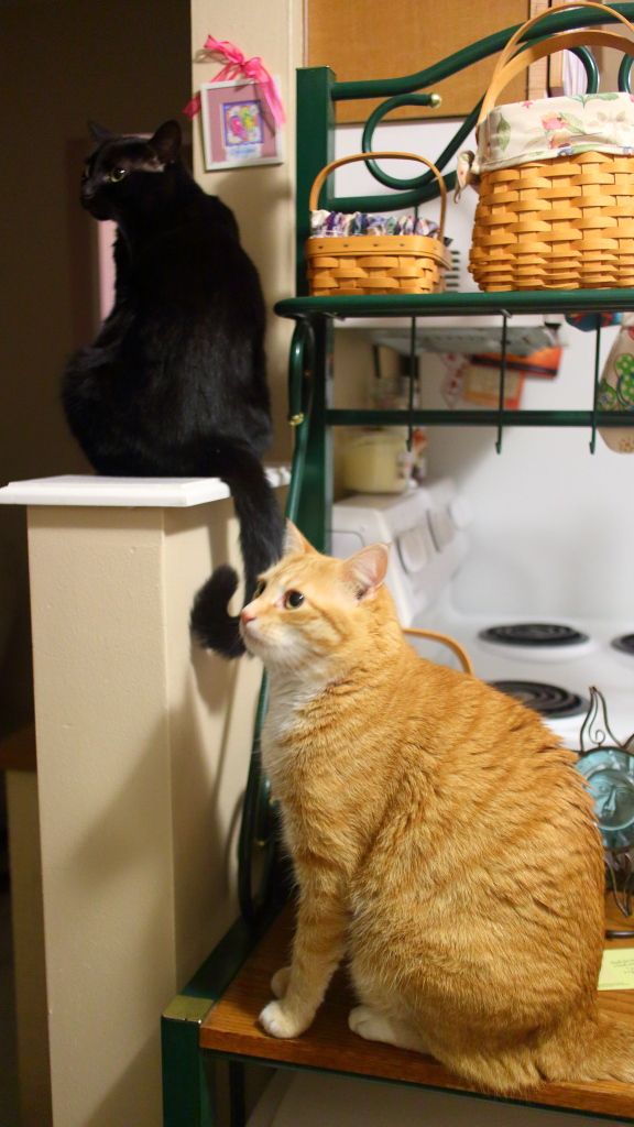 Our cats Chris and Puck