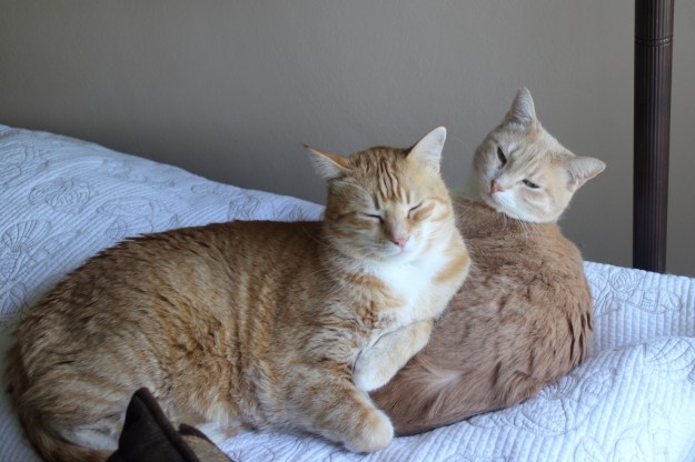 Cats Chris and Frankie