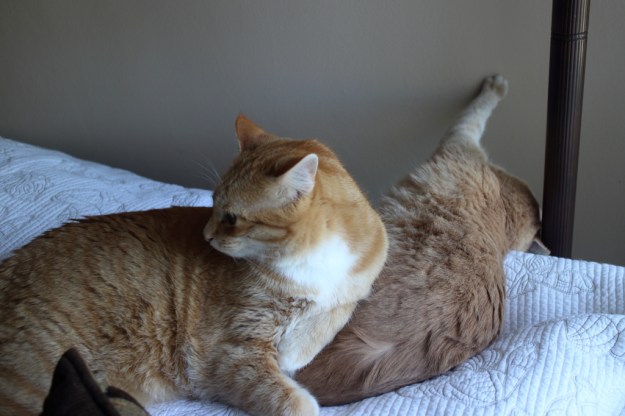 Cats Chris and Frankie