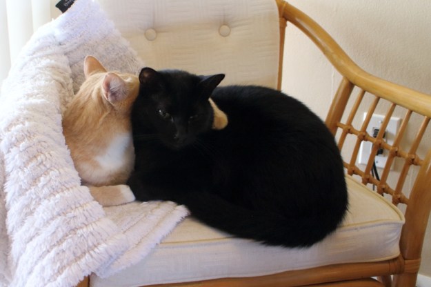 cats Frankie and Puck