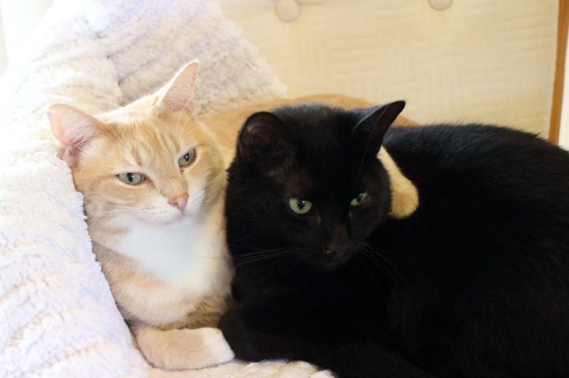 cats Frankie and Puck