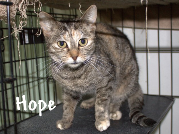 Hope, dated February 11, 2010.