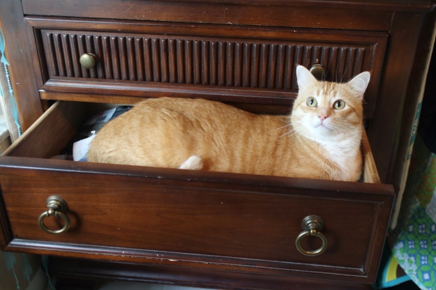 Bad Cat Chris in drawer