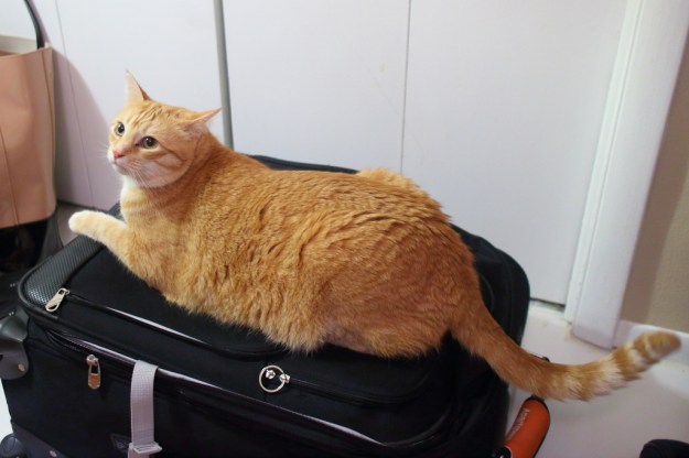 Our cat Chris lying on suitcase