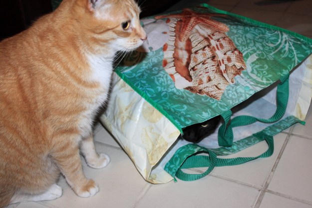 cat in bag