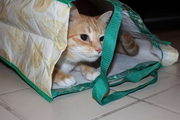 Bad Cat Chris in bag