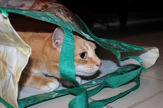 Bad Cat Chris in bag