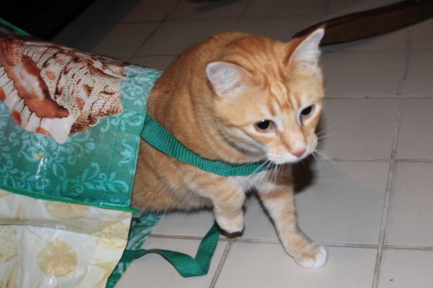 Bad Cat Chris in bag