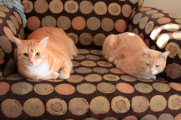 Cats Chris and Frankie