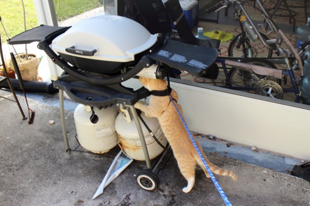 Cat looking for lizard