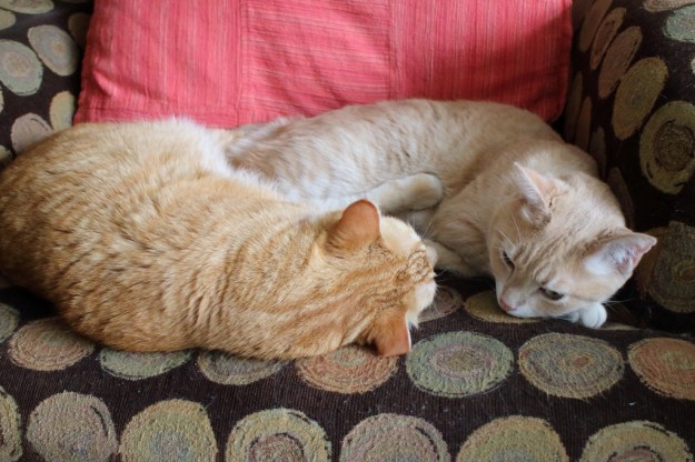 cats Chris and Frankie