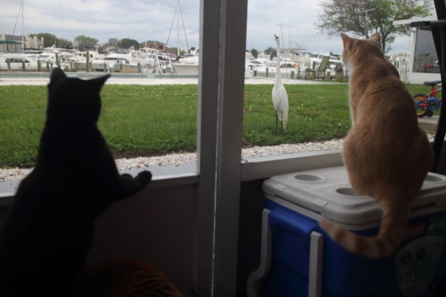 Cats and egret