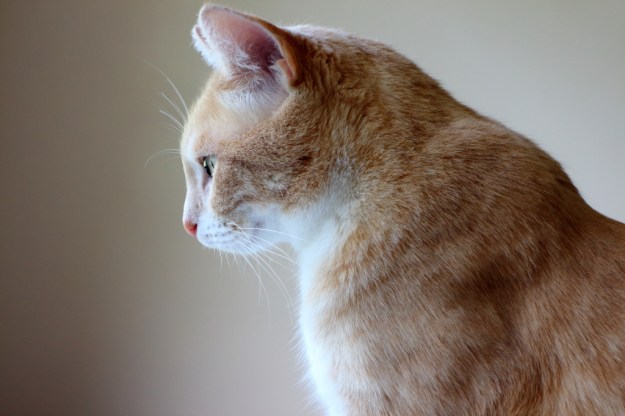 Profile of our cat Frankie