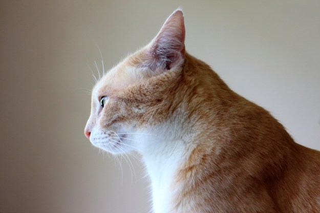 Profile of our cat Frankie