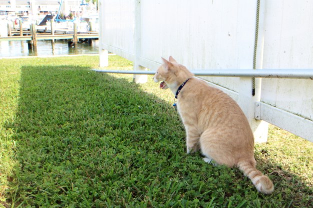 our cat Frankie tired and panting