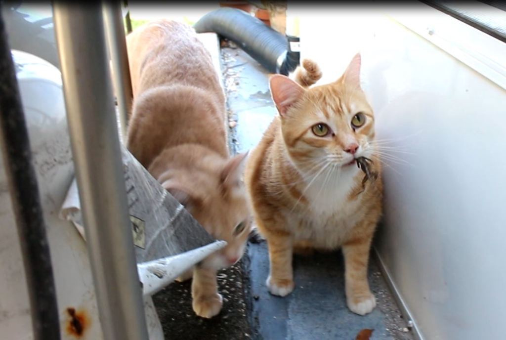 Bad Cat Chris with lizard