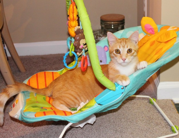 Bad Cat Chris in baby carrier