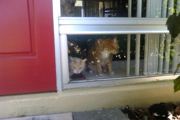 Our cats looking out the window