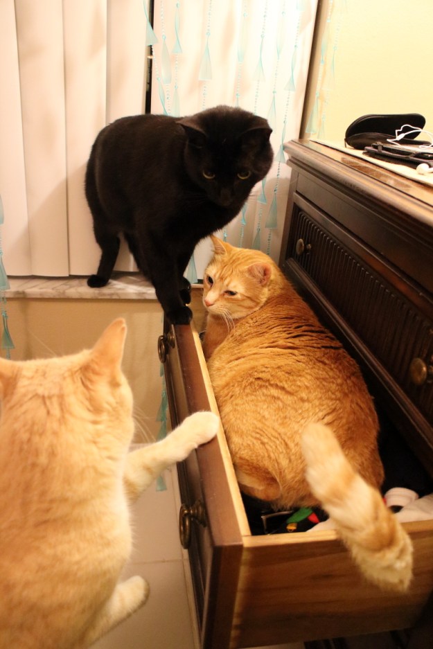 cats wanting to get in drawer