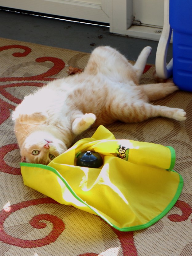 Frankie playing with Cat's Meow cat toy