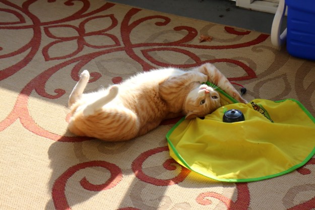 Frankie playing with Cat's Meow cat toy