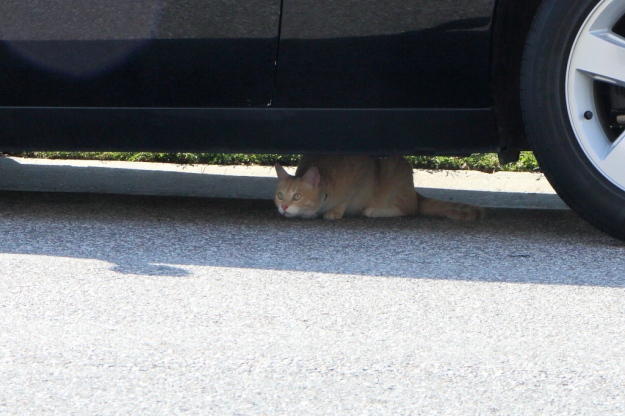 Cat Frankie under car