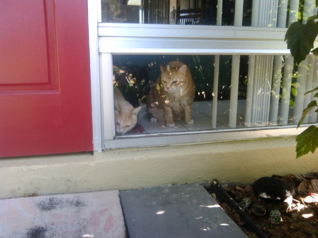 Our cats looking out the window