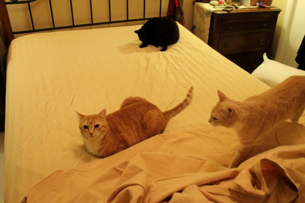 Cats on bed