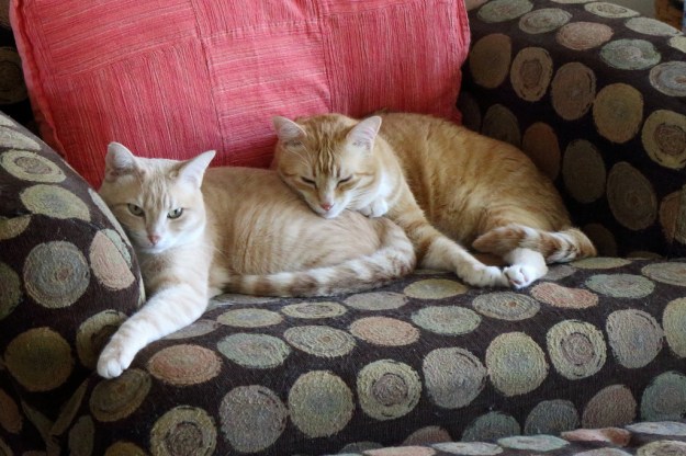 20150408_Frankie and Chr_1188