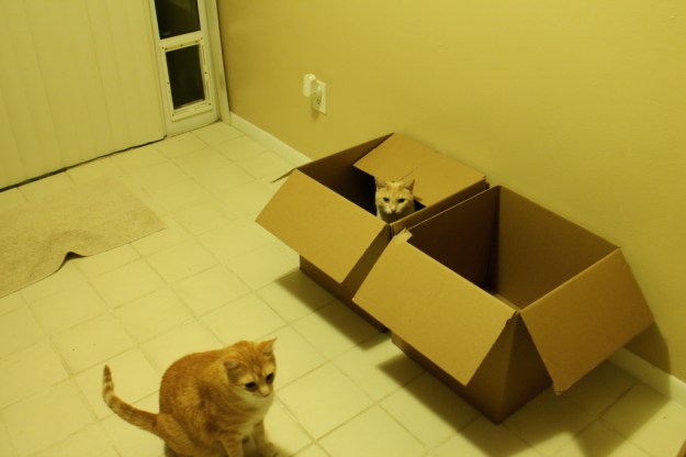 cats Chris and Frankie in box