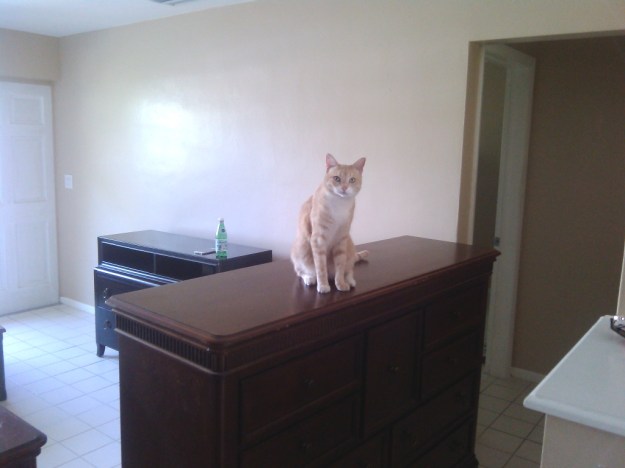 20150523_115715_430 Frankie