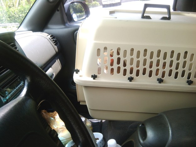 20150523_135934_519 Chris and Puck in carrier