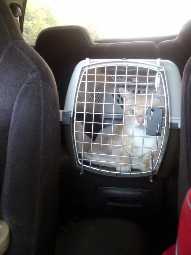 20150523_140445_747 Frankie in carrier