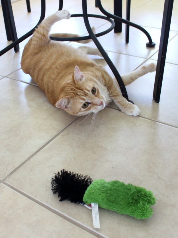 Bad Cat Chris playing with toy