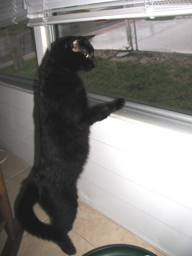 Our cat Puck looking out window