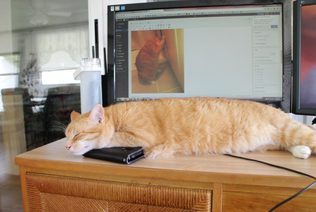 Bad cat chris sleeping on desk